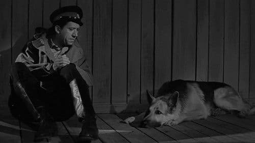 Polizeihund Muchtar Bild 3