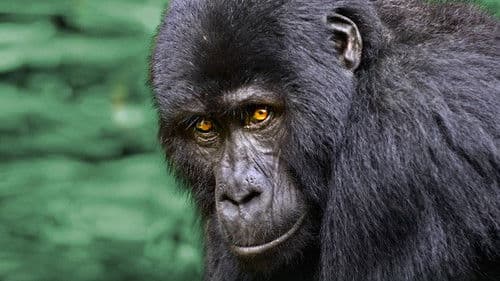 Wildes Uganda Bild 1