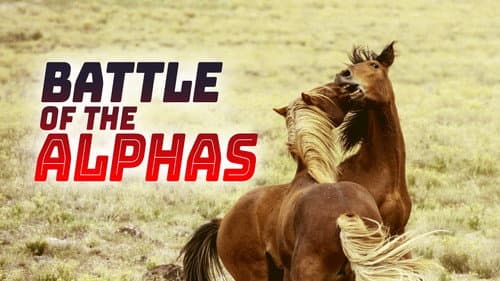 Battle of the Alphas Bild 4
