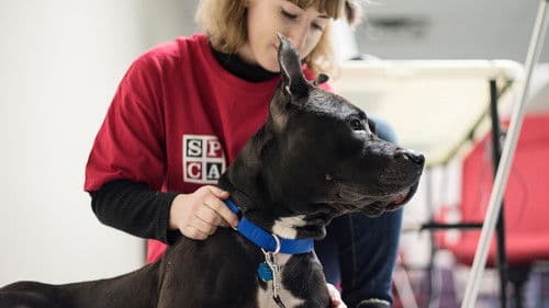 SPCA en action Bild 2