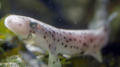 Ebbe - Ein tierisches Kammerspiel Bild 6