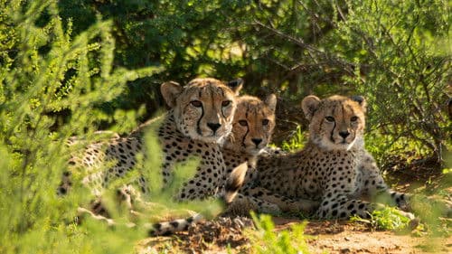Cheetah Family & Me Bild 1