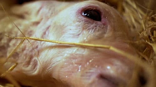 Twa Double Doubles Bild 1