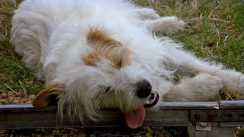 The Suicidal Dog Bild 1