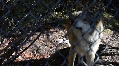 The First Canines Bild 4