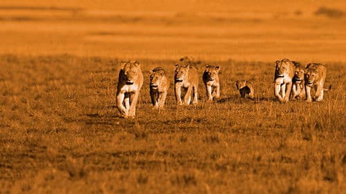 Im Reich der Raubkatzen Bild 6