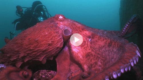 Animal Instincts - When Monsters Call - The Bizarre Water-World of Noto Peninsula, Japan Bild 1