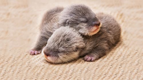 Baby Animal Cam Bild 1