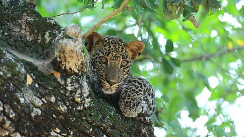Sri Lankas Leoparden-Dynastie Bild 3