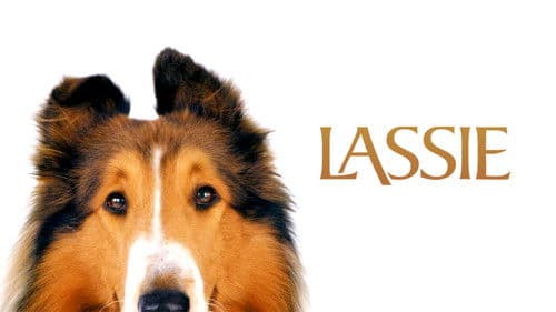 Lassie kehrt zurück Bild 5