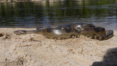 Anakonda - In der Welt der Würgeschlange Bild 2