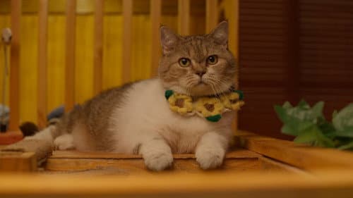 Cat for Cash Bild 6