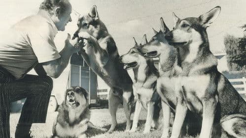 The Littlest Hobo Bild 2