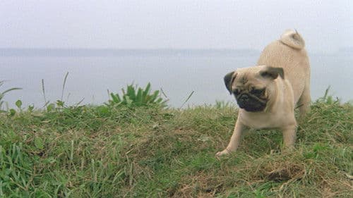 Miez und Mops - Zwei tierische Freunde Bild 5