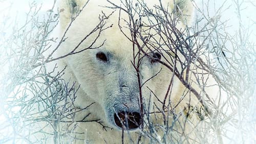 Where the Polar Bears Wait Bild 1