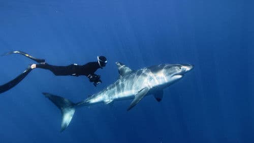 Great White Shark Bild 1