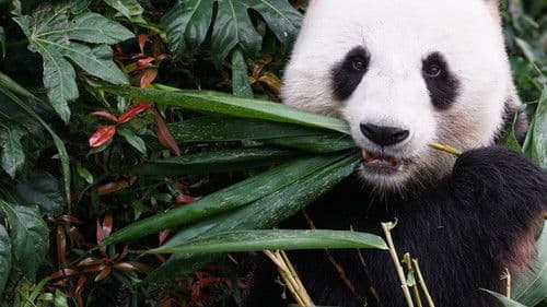 Asiens tierische Freaks Bild 2