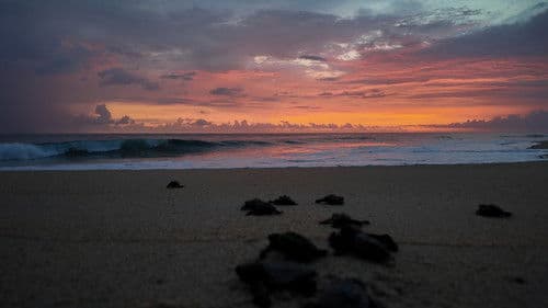 Return: Salvando a las Tortugas Bild 2