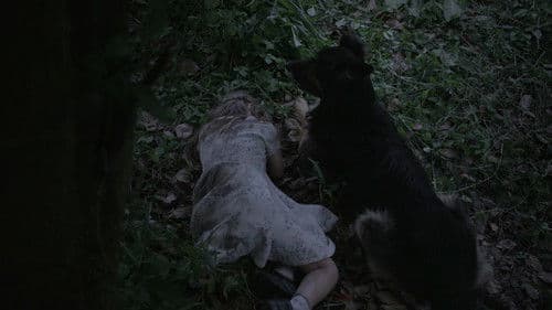 Lloren la locura perdida de estos campos Bild 1