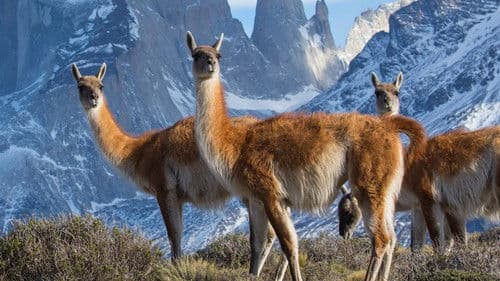 Sieben Kontinente - Ein Planet Bild 3