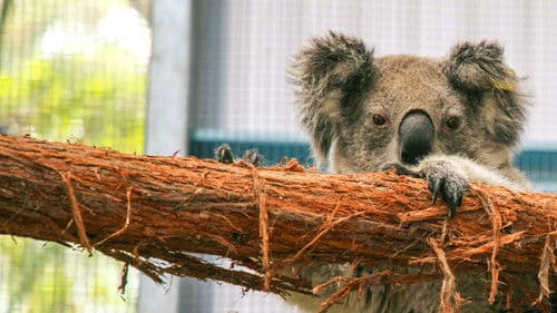 Secrets of the Zoo: Down Under Bild 7