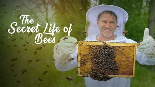 The Secret Life of Bees Bild 1