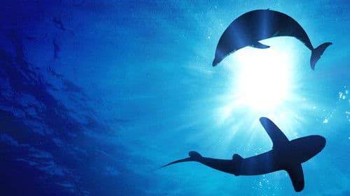 Hai vs. Delfin Bild 3