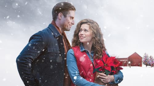 Zurück zu den Weihnachtssternen Bild 3