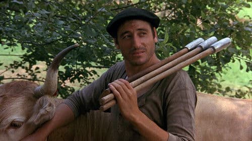 Vacas - Kühe Bild 4