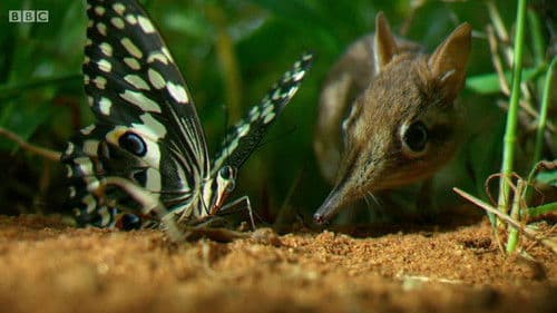 Hidden Kingdoms – Im Reich der kleinen Tiere Bild 2