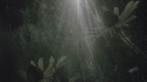 Fog on the Mountain Bild 1