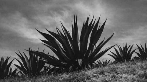 Magueyes Bild 1