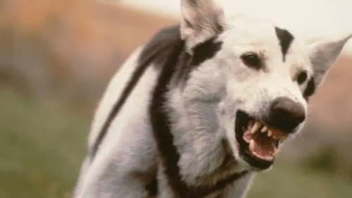 Atomic Dog Bild 1