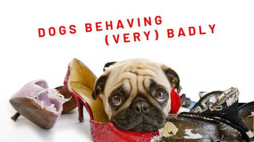 Dogs Behaving (Very) Badly Australia Bild 2