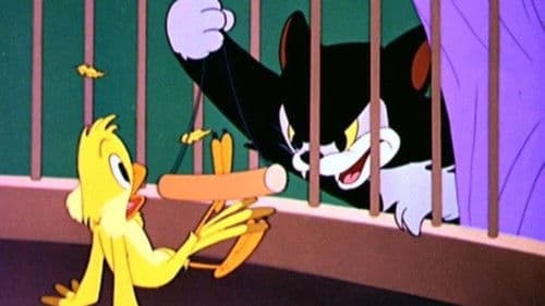 Frankies Katzenmusik Bild 2