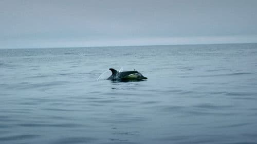 Ireland's Deep Atlantic Bild 6