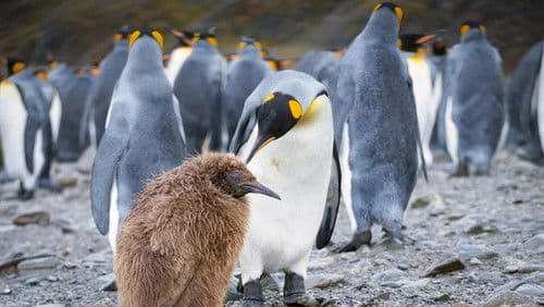 Tiere im Sturm Bild 4