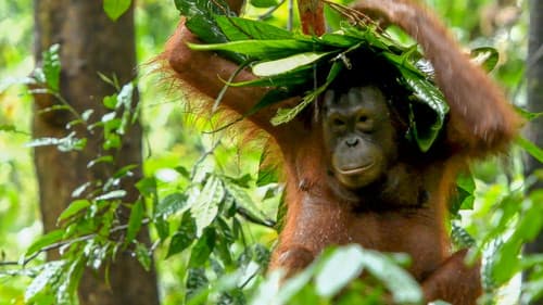 Inside the Enchanted Forests Bild 3