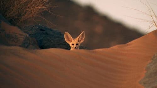 Super Cute Animals Bild 1