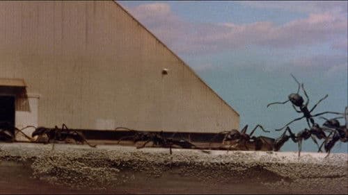 In der Gewalt der Riesenameisen Bild 6