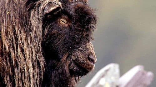 Wales: Land of the Wild Bild 1