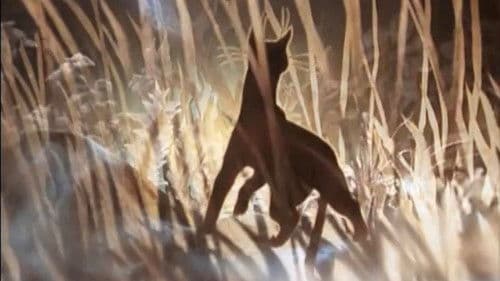 Кошка, которая гуляла сама по себе Bild 1