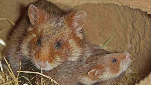 Kornfeld & Wiese Bild 2