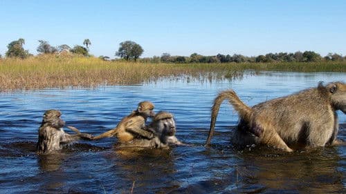 Mitbestimmung im Tierreich Bild 1