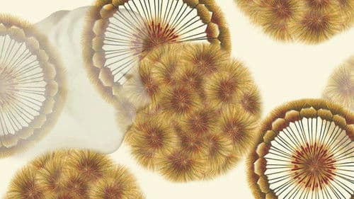 light of temptation Bild 1