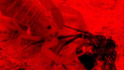 Verão-da-Lata na Era Paleozoica Bild 2