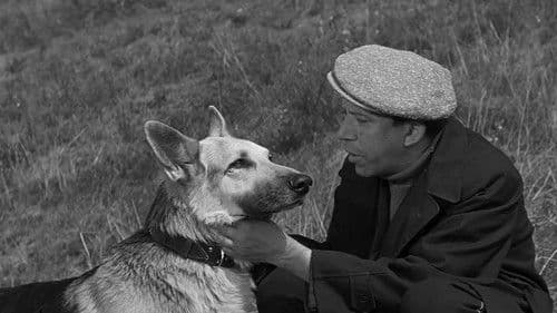 Polizeihund Muchtar Bild 1