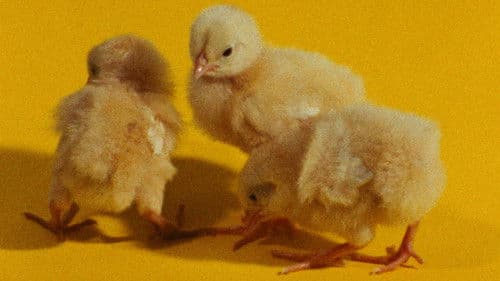 ...رنگ‌ها Bild 1