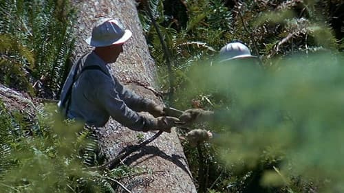 Sie möchten Giganten sein Bild 7