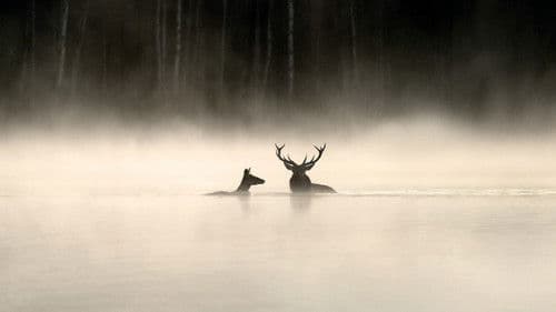 Das Flüstern der Wälder Bild 1